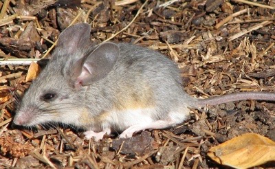 Large-eared Mouse