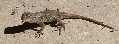 Lizard2