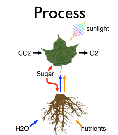 tree as process