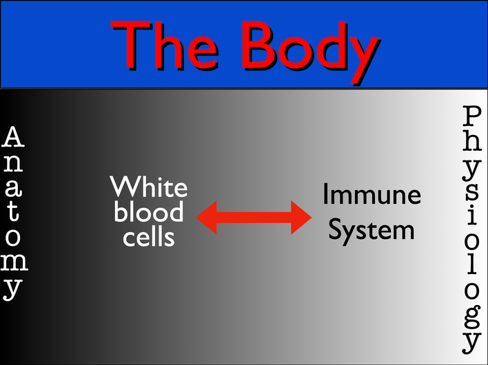 ImmuneSystem