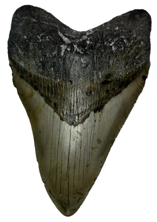 Megalodon Tooth